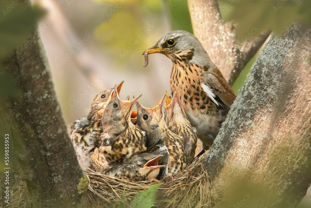 Obraz na plátně Kwiczoł (Turdus pilaris)