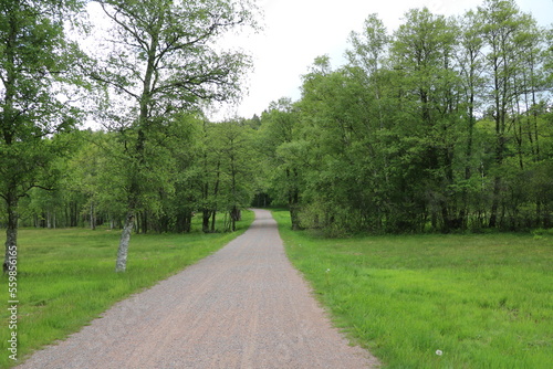 Way in Delsjöområdets naturreservat, Gothenburg Sweden