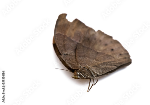 closeup shot of brown Butterfly with selective focus, isolated on white background.