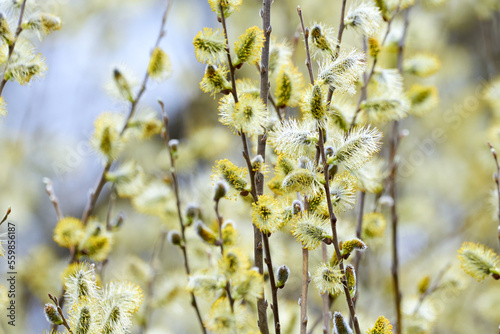 Salix caprea, Goat willow, Pussy willow or Great Sallow