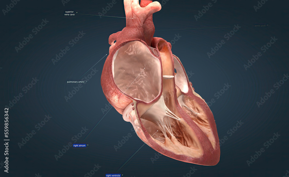 Heart is the main organ of your cardiovascular system, a network of
