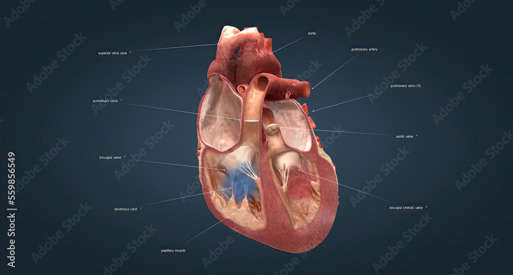 There are 4 valves in the heart. valves are the aortic valve, mitral