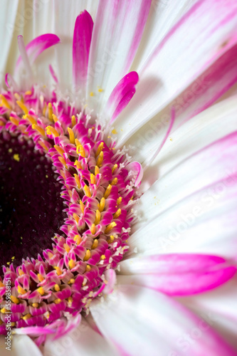 Close-up of a pink and white gerbera.