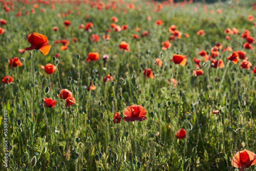 a field of red poppies in springtime