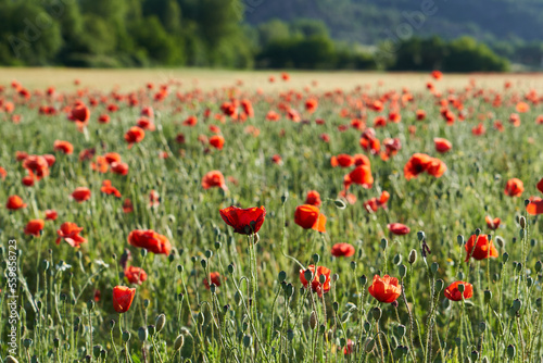 a field of red poppies in springtime