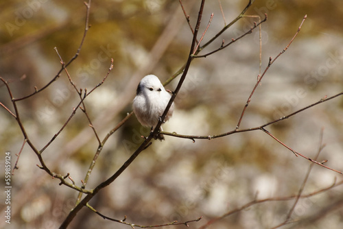 bird on a branch