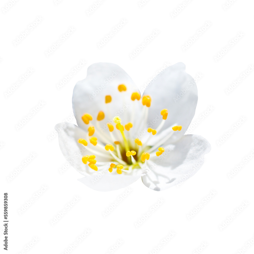 Spring flower blossom white plum flower in PNG isolated on transparent background Spring flower blossom white plum flower in PNG isolated on transparent background