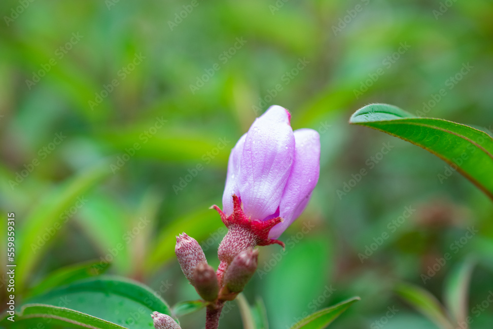 Blue tongue | Native lassiandra | Melastoma affine | Melastomataceae flower Blue tongue | Native lassiandra | Melastoma affine | Melastomataceae flower