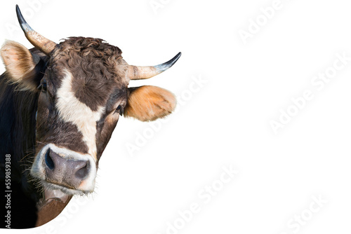 Funny cow head from farm in PNG isolated on transparent background