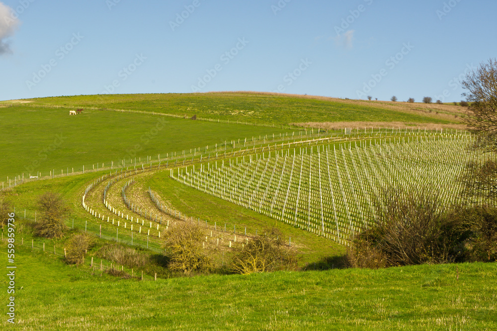 Vineyard on South Downs, Sussex, England