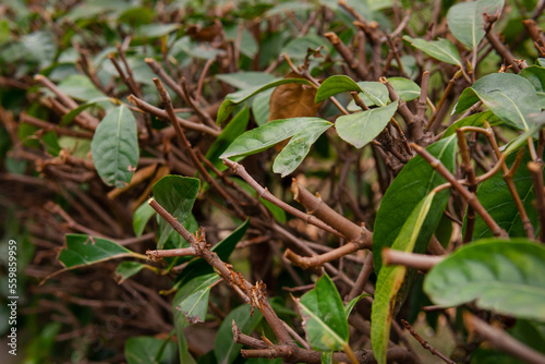 close up of a plant © Juli Puli