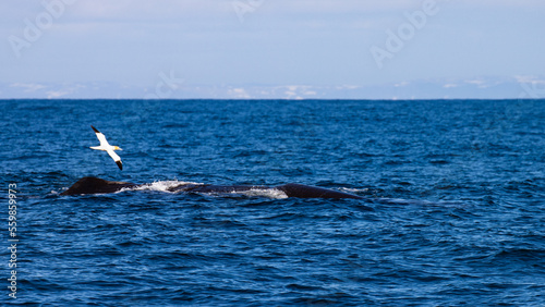Beautiful, impressive large sperm whale emerging from the surface and and gannet flying over it spotted in the Icelandic Fjords near Ólafsvík on the Snæfellsnes Peninsula, Iceland