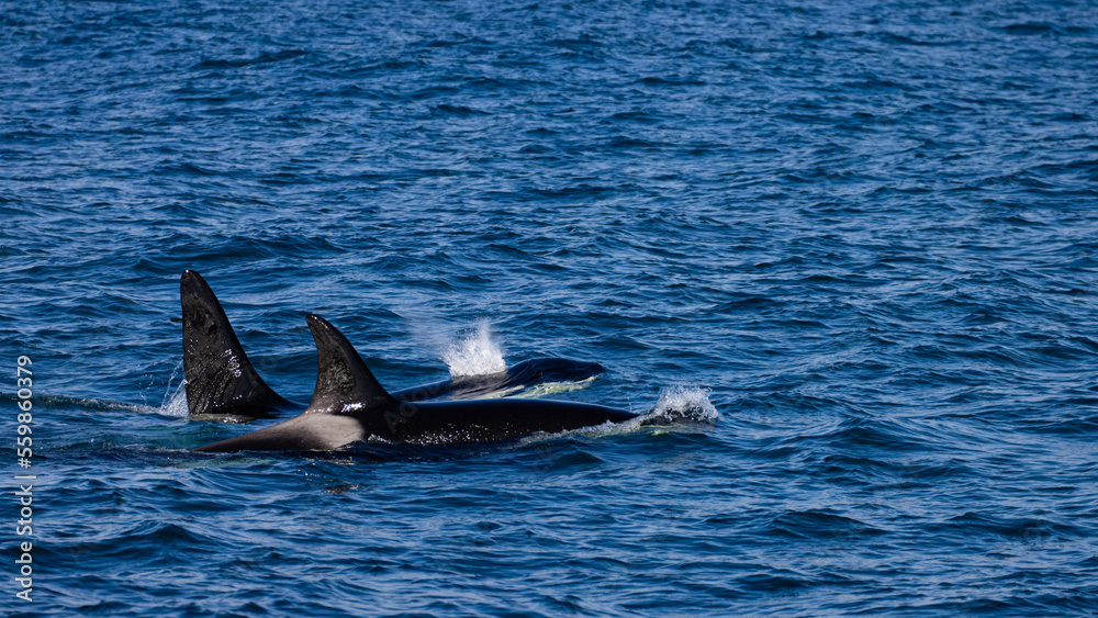 Naklejka premium Group (pod) of beautiful killer whales swimming in Icelandic Fjords. Orcas were spotted near Ólafsvík on the Snæfellsnes Peninsula, Iceland. 