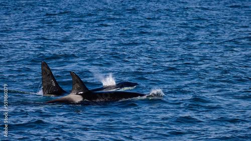 Group (pod) of beautiful killer whales swimming in Icelandic Fjords. Orcas were spotted near Ólafsvík on the Snæfellsnes Peninsula, Iceland. 