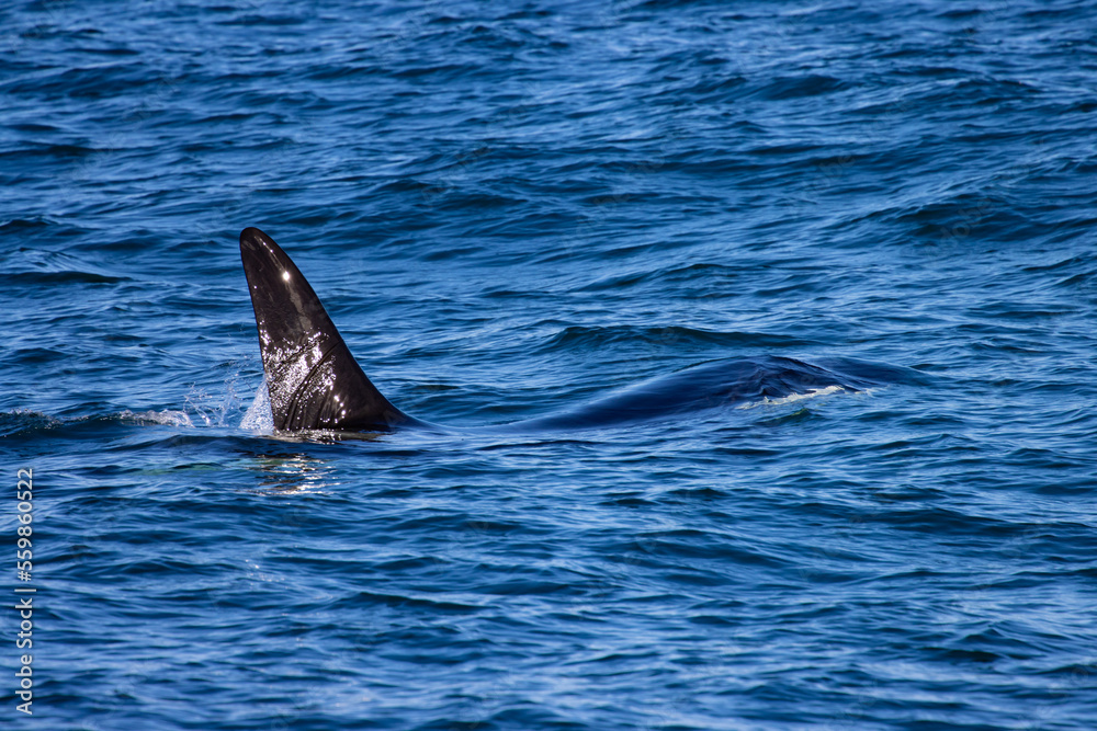 Naklejka premium Beautiful, impressive large killer whale male emerging from the surface spotted up close in the Icelandic Fjords near Ólafsvík on the Snæfellsnes Peninsula, Iceland