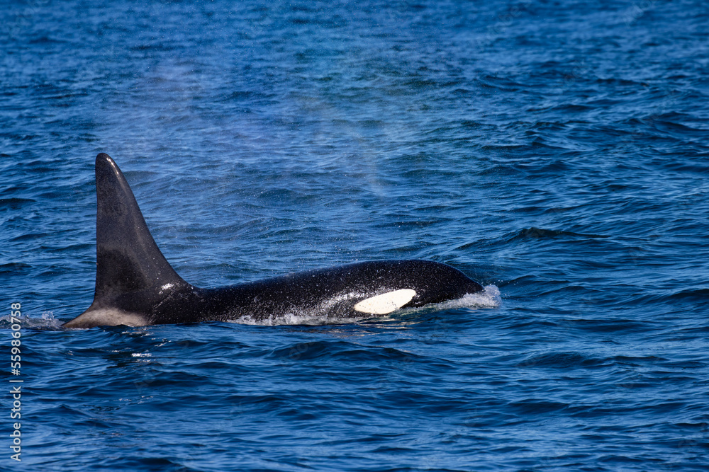 Naklejka premium Beautiful, impressive large killer whale male emerging from the surface spotted up close in the Icelandic Fjords near Ólafsvík on the Snæfellsnes Peninsula, Iceland