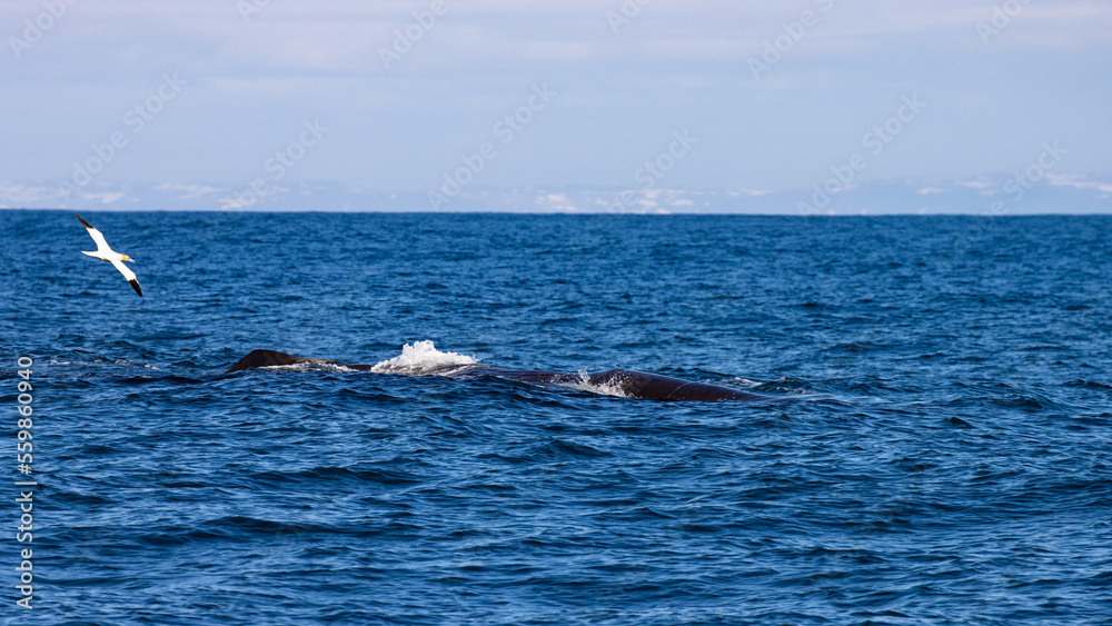 Fototapeta premium Beautiful, impressive large sperm whale emerging from the surface and spouting spotted up close in the Icelandic Fjords near Ólafsvík on the Snæfellsnes Peninsula, Iceland