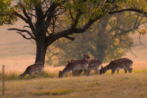 Female fallow deer  Dama dama  stag in beautiful autumn forest