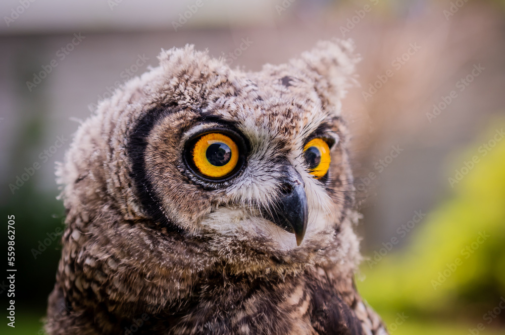 portrait of the African owl, Spotted Eagle-Owl - Bubo africanus also called African spotted eagle-owl, and African eagle-owl, is a medium-sized species of owl, portrait of the African owl, Spotted Eagle-Owl - Bubo africanus also called African spotted eagle-owl, and African eagle-owl, is a medium-sized species of owl,