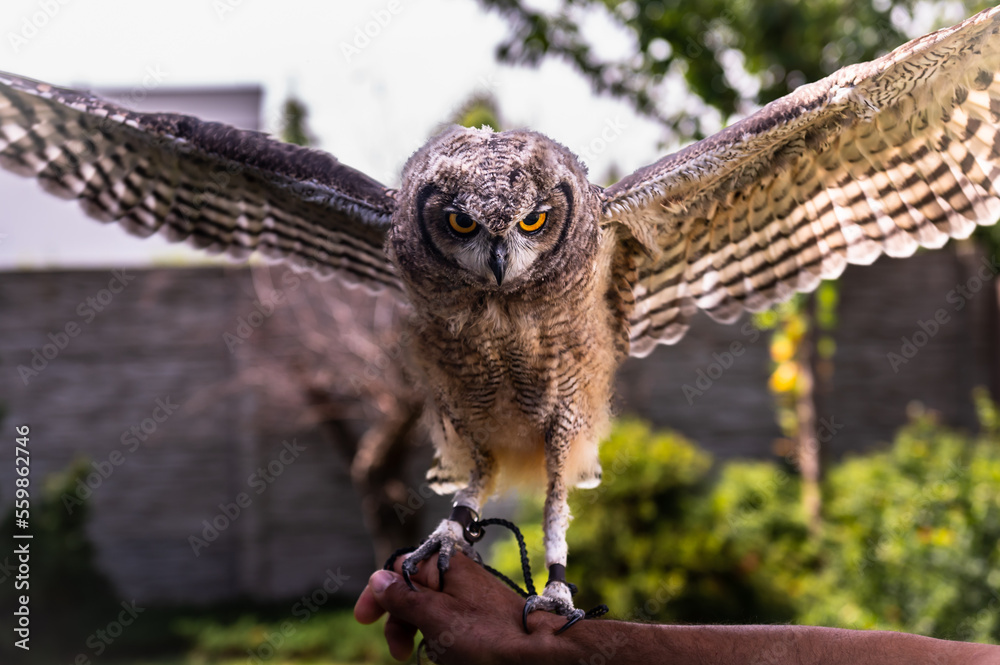 Stockfoto Young beautiful African owl open wings at the human hand
