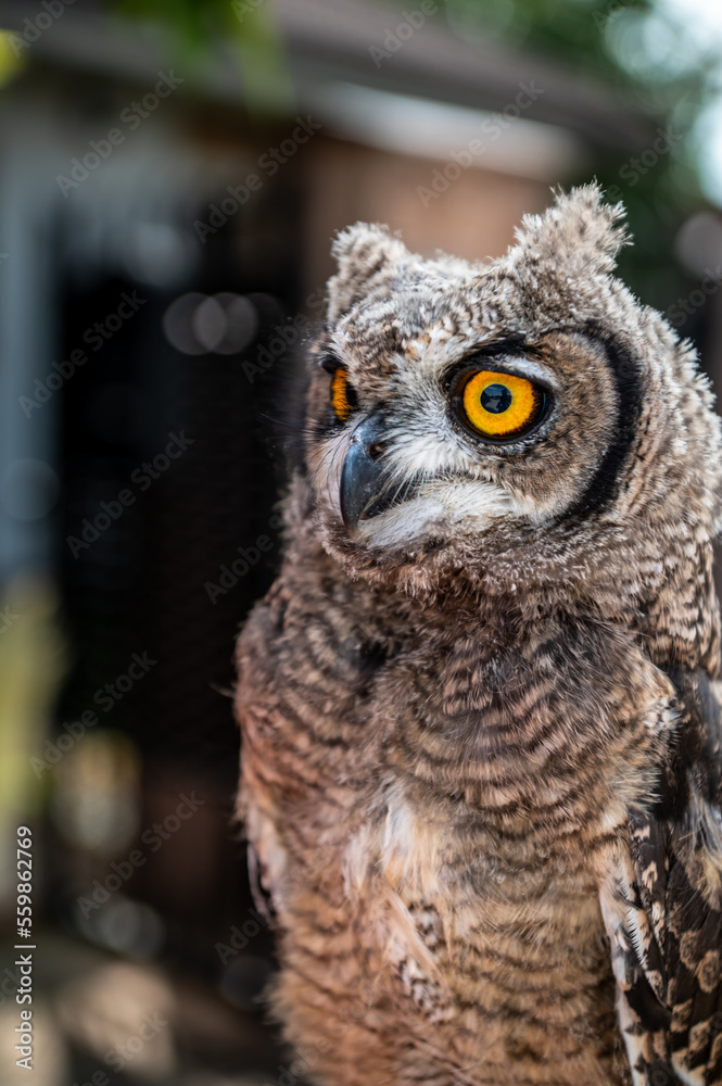 portrait of the African owl, Spotted EagleOwl Bubo africanus also called African spotted