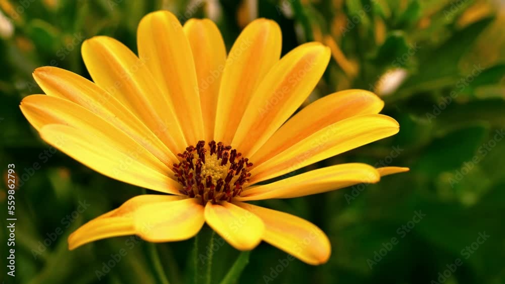 Yellow daisy, close up at the spring time. Pretty African daisy in the garden shined at sun. Summertime flowers.
Yellow daisy, close up at the spring time. Pretty African daisy in the garden shined at sun. Summertime flowers.