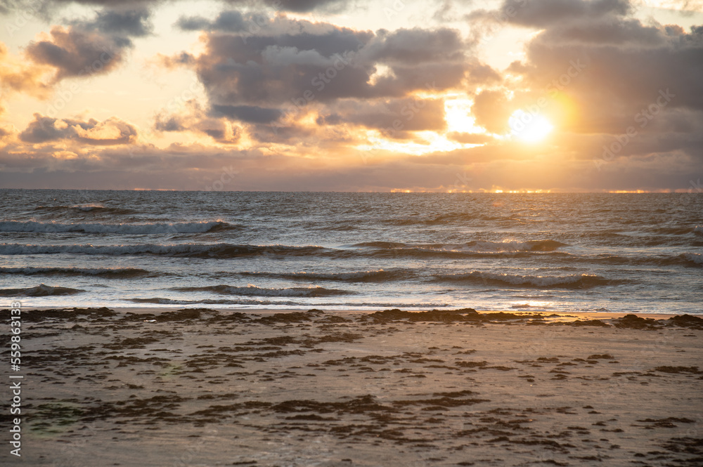 Algae in front of see with sunset. Old algae in sea. Algae in front of see with sunset. Old algae in sea.