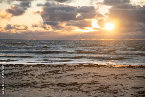 Algae in front of see with sunset. Old algae in sea. © Nils