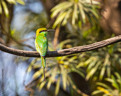 A Green Bee eater resting