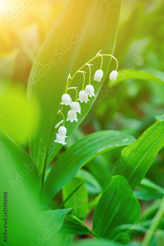 spring lilies of the valley among the forest