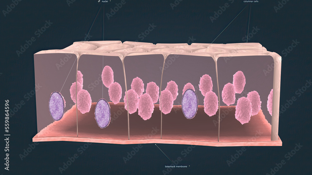 In humans, simple columnar epithelium lines most organs of the