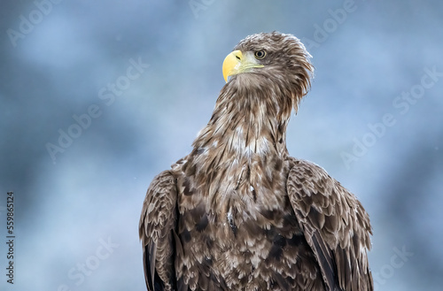 White-tailed eagle in winter forest scenery