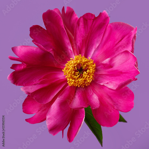 Red peony flower with yellow center isolated on purple background. © ksi