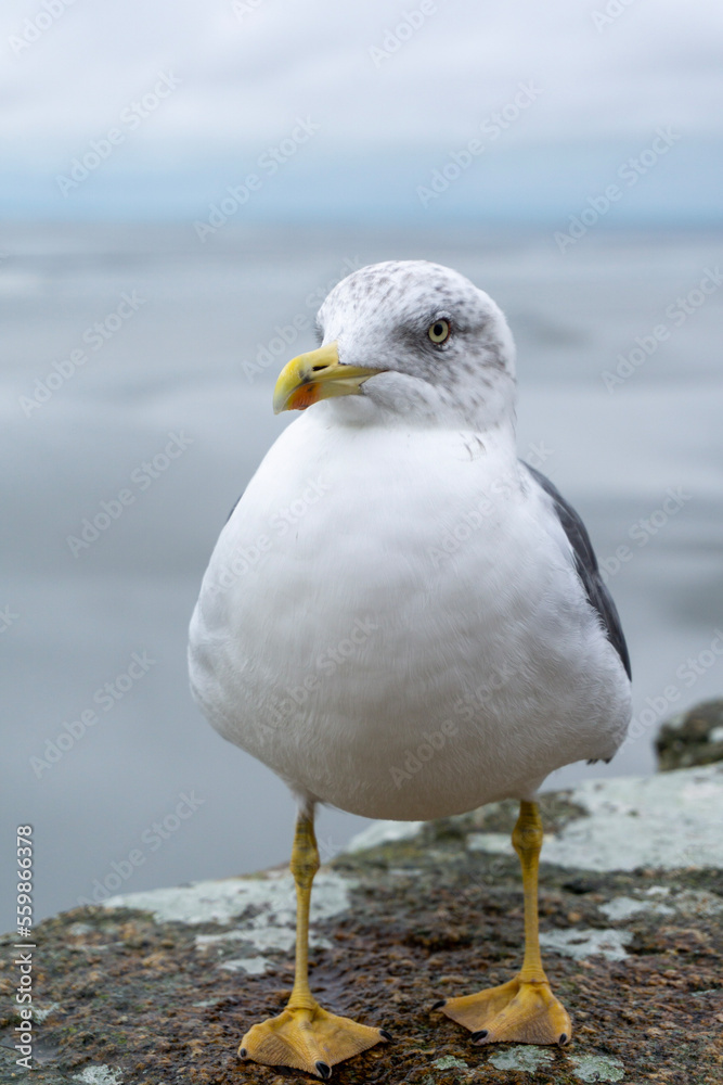 seagull on the beach/ wall
