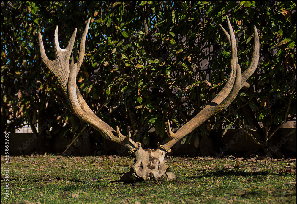 Red deer stag trophy - Cervus elaphus trophy. Italian Alps.