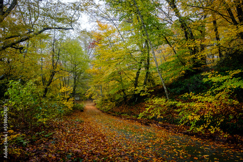 autumn in the forest