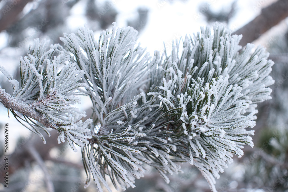 Tree branch with green needles covered in ice on a cold winter day at Dalbey Memorial Park in Gillette, Wyoming.