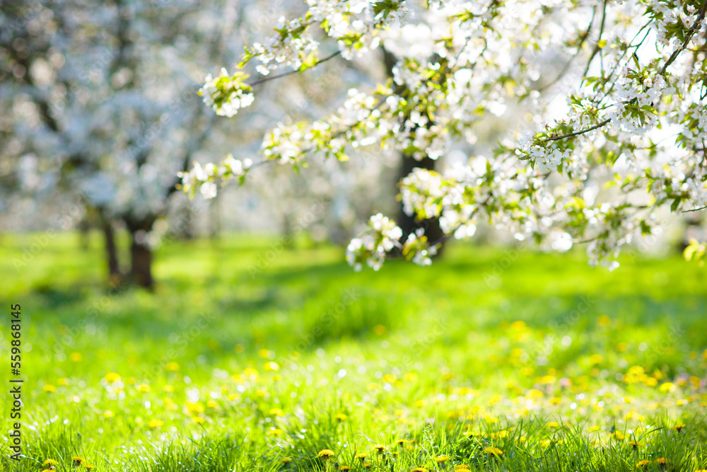 Blooming cherry blossom tree garden in spring. - obrazy, fototapety, plakaty 