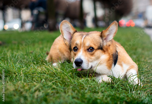 A pembroke corgi dog lies on green grass against a background of blurred trees and cars. The dog has a leash collar. The photo is blurred © Olha
