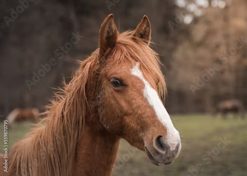 A beautiful horses on the paddock at the horse farm. A foal on the farm, a beautiful little horse, brown in color. Stable with driving lessons. © PeterG
