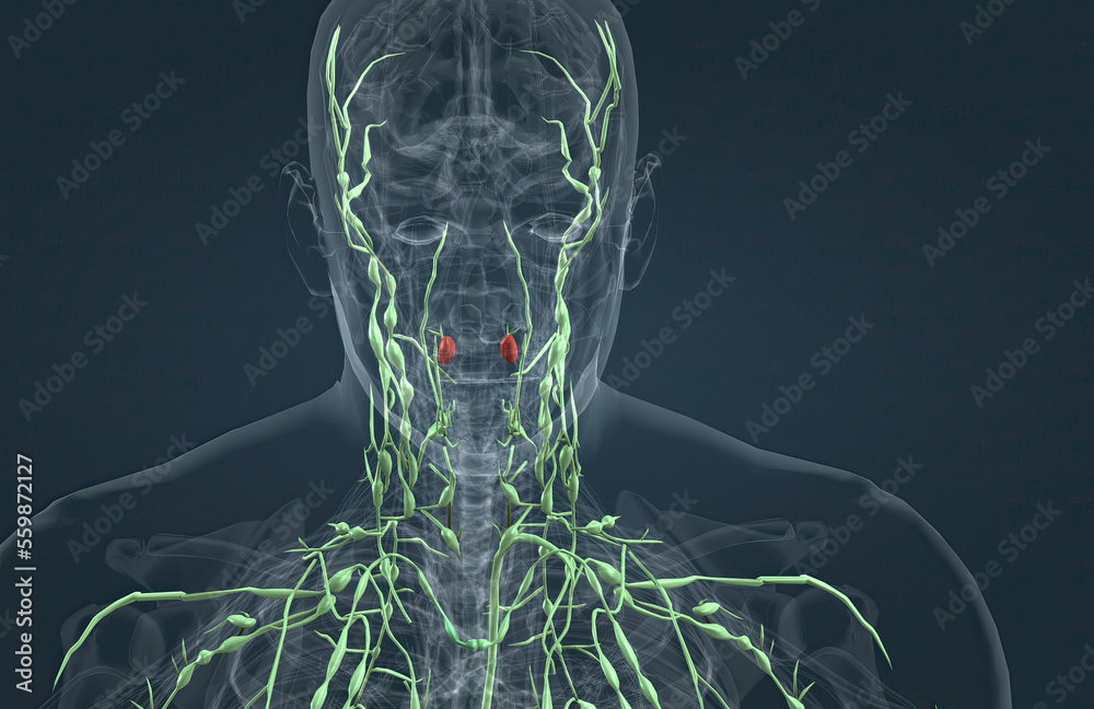 The lymphatic system a part of the immune system in humans and an organ ...