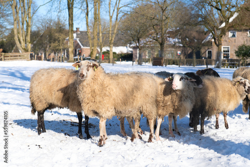 Sheep in Dutch village