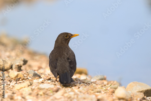 Female blackbird in nature © Ivonne Wierink