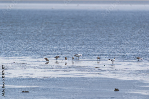 Birds in the wadden sea photo