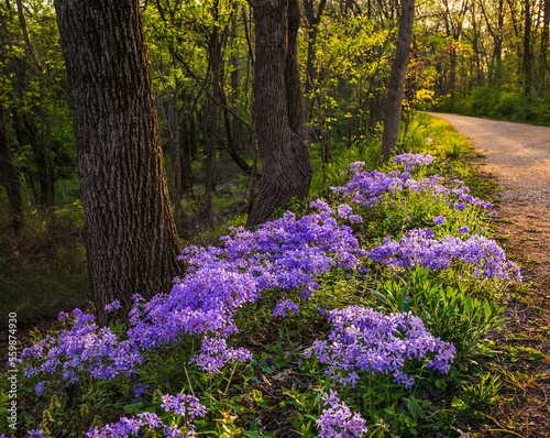 View of blue wildflowers growing by footpath in woody park in spring