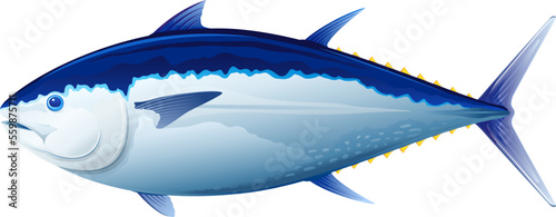 Atlantic bluefin tuna fish in side view, realistic sea fish illustration on white background, commercial and recreational fisheries