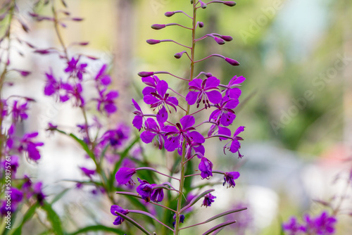 Close up bright purple Willow herb (fireweed or Ivan-tea) Elobium flowers, growing on the meadow