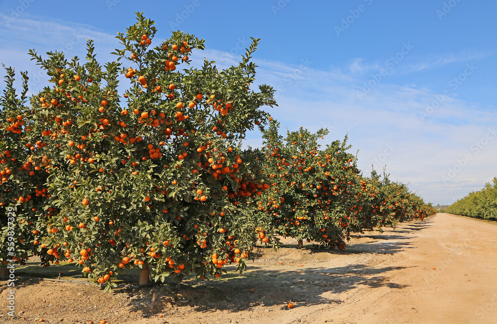 Tangerine orchard - California