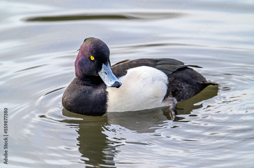 Tufted duck in Kelsey Park, Beckenham, Greater London. The tufted duck swims on the lake in Kelsey Park, Beckenham, Kent. Tufted duck (Aythya fuligula), UK. Tufted duck in Kelsey Park, Beckenham, Greater London. The tufted duck swims on the lake in Kelsey Park, Beckenham, Kent. Tufted duck (Aythya fuligula), UK.