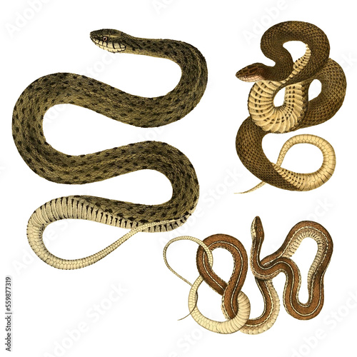 Botanical illustration of different types of snakes on a white background